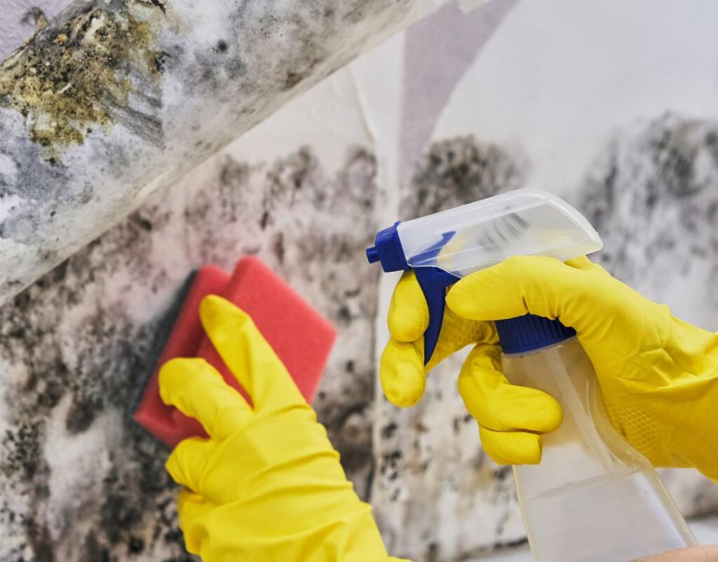 Why are Mold Dangerous for Your Health?