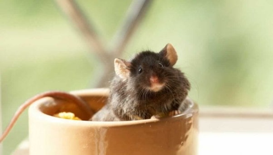 Best Strategies for Keeping Rats and Mice Away