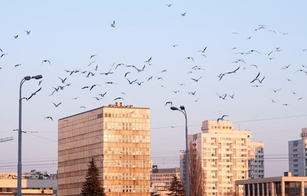 Stop Roof Damage with Non-Piercing Bird Proofing Stanchions in UK