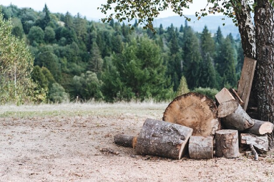 Finding High-Quality Firewood in Milwaukee Without the Hassle