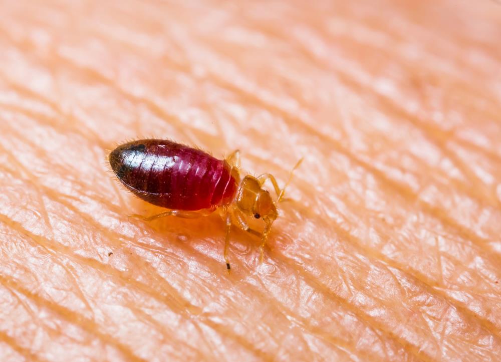 Getting Bedbugs Out — What You Need to Do 