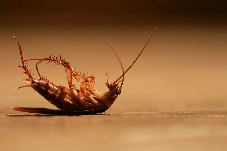 Are Vancouver Cockroaches More Common in Summer?