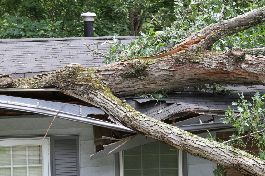 How to Deal with Overgrown Trees